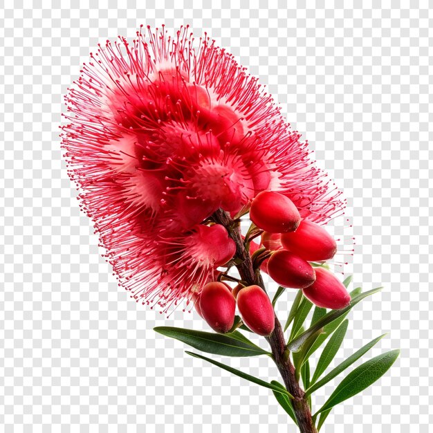 PSD bottlebrush png na przezroczystym tle