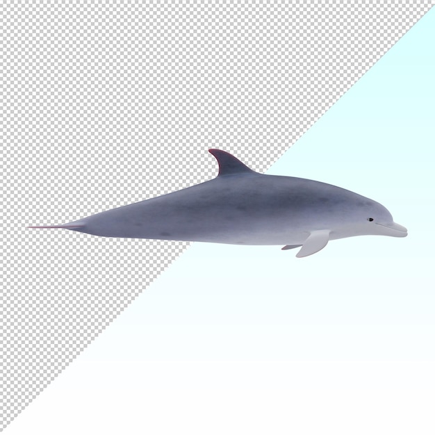Bottlenose dolfijn