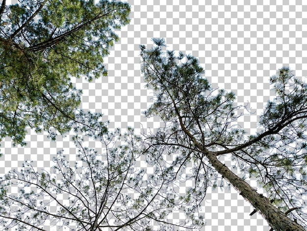 색 배경 에 고립 된 나무 들 의 아래쪽 모습