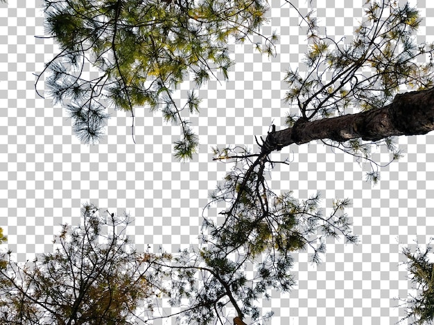 透明な背景の下の木の写真