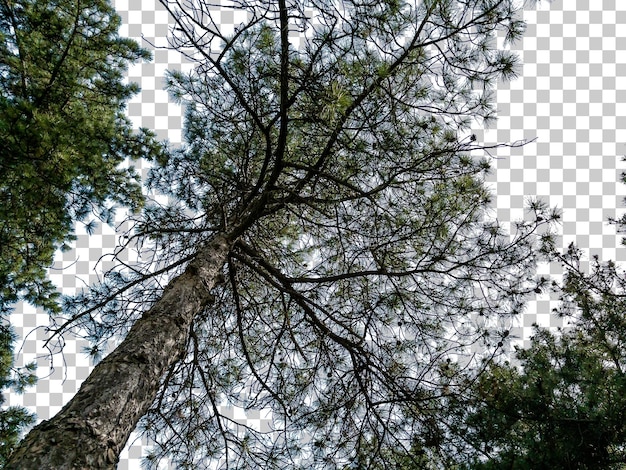 Bottom view van geïsoleerde bomen op witte achtergrond