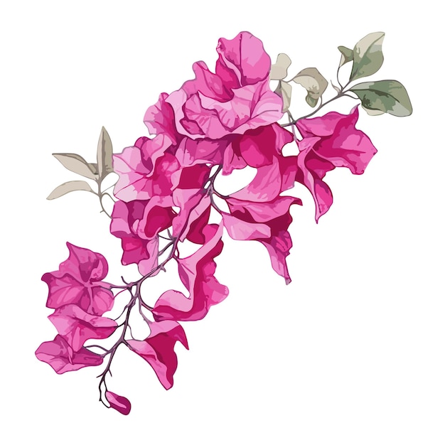 Bougainvillea Akwarelowy Projekt Koszulki Graficzny Ilustracja Akwarelowy Png Psd