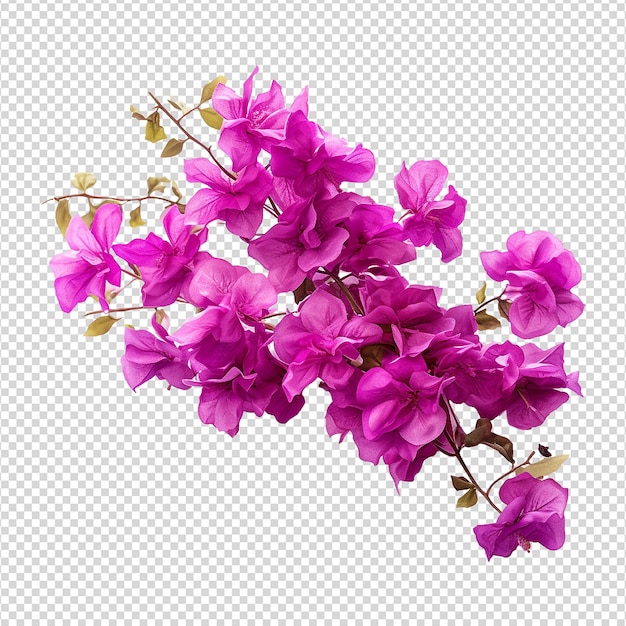 PSD bougainvillea flower isolated on transparent background