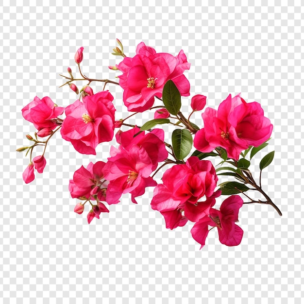 PSD bougainvillea flower isolated on transparent background