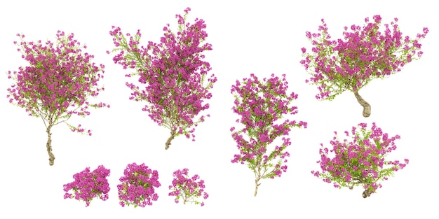 부겐빌라 (Bougainvillea) 꽃 식물은 배경 3D 렌더링을 고립합니다.