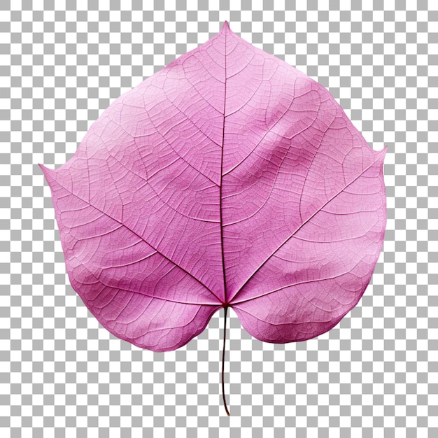 Premium PSD | Bougainvillea leaf on transparent background