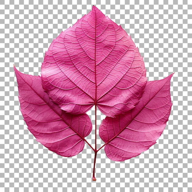PSD bougainvillea leaf on transparent background