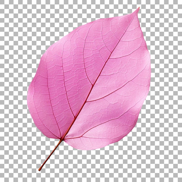 PSD bougainvillea leaf on transparent background