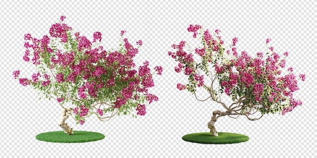 PSD bougainvillea plant geïsoleerd in 3d-rendering