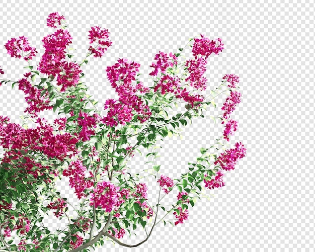 PSD bougainvillea plant isolated in 3d rendering