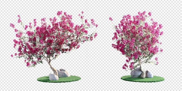 PSD bougainvillea plant isolated in 3d rendering