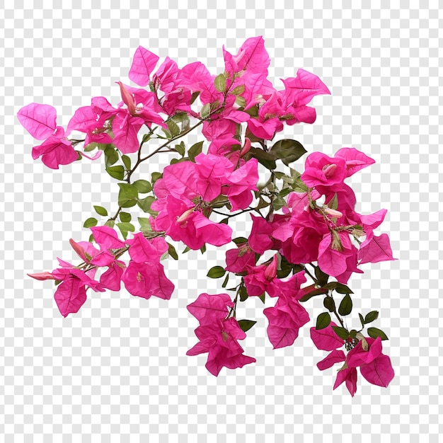 PSD bougainvillea png isolated on transparent background