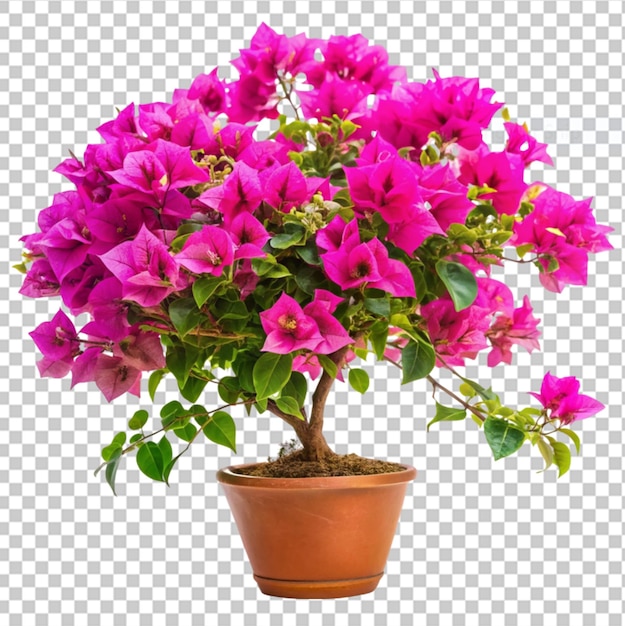 Bougainvillea on transparent background