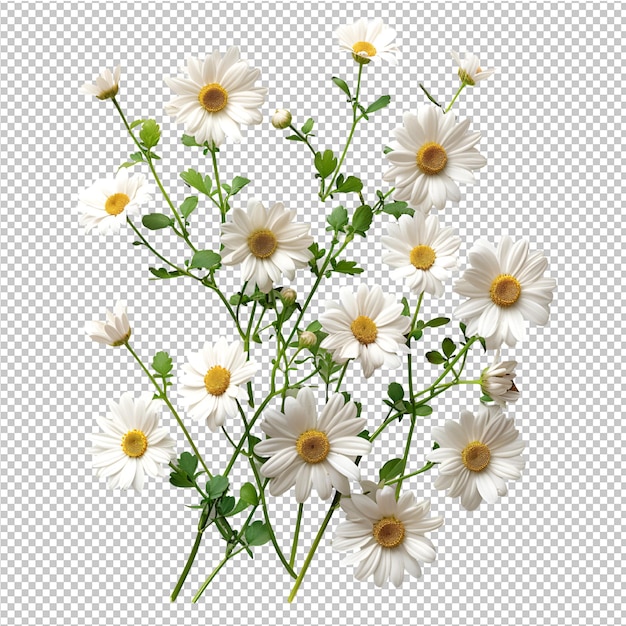 PSD a bouquet of daisies is shown on a transparent background