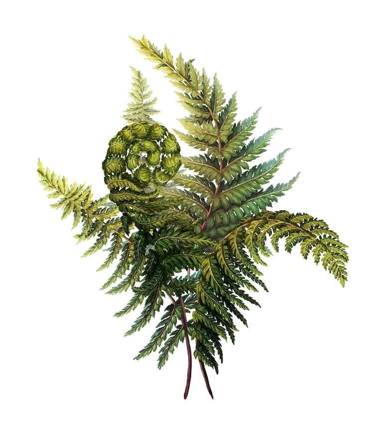 PSD bouquet of fern branches botanical illustration bush of medicinal forest plants