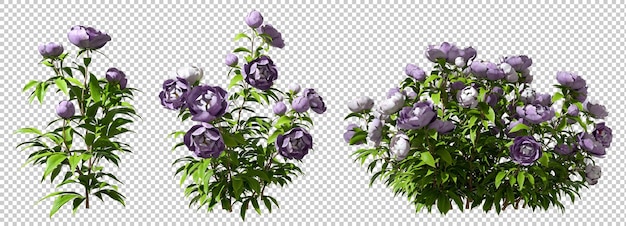 PSD 花束バラの低木植物ガーデニング カット背景 3 d レンダリング