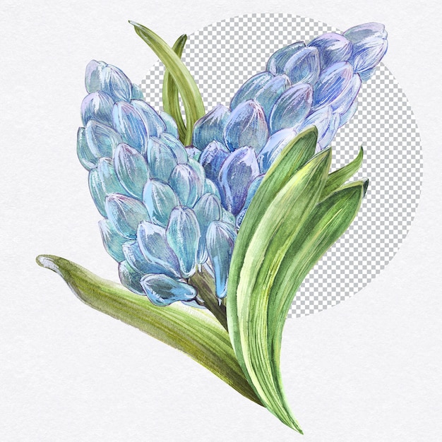 Bouquet of spring blue hyacinth flowers botanical watercolor floral illustration