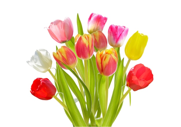 Bouquet van kleurrijke tulpen geïsoleerd op een doorzichtige achtergrond