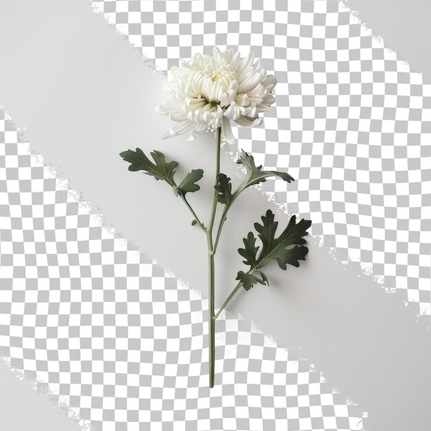 PSD a bouquet of white flowers with green leaves and a white flower in the middle