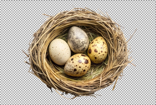 Bovenbeeld van grebe-eieren in een nest die de schoonheid van de natuur onthullen
