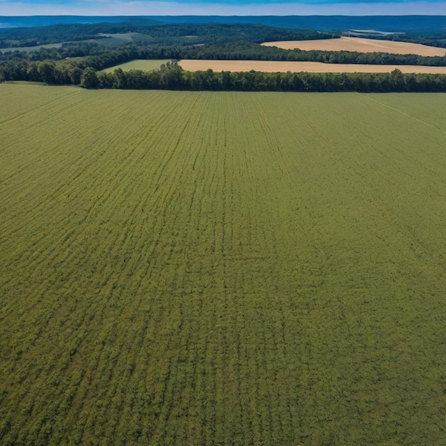 PSD bowl with hemp oila lot of hemp growing on a hemp farm