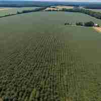 PSD bowl with hemp oila lot of hemp growing on a hemp farm