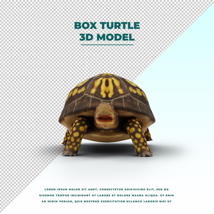 PSD box turtle isolated