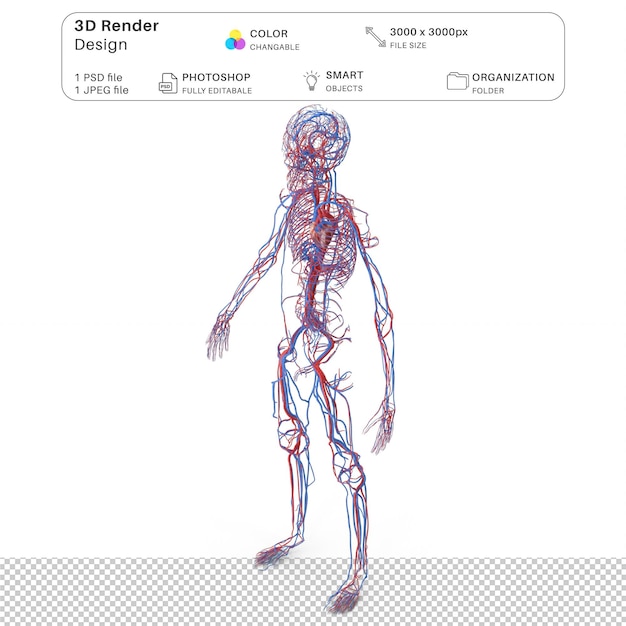 Premium PSD | Boy body circulatory system 3d modeling psd file ...