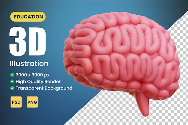 Brain 3d icon illustrations