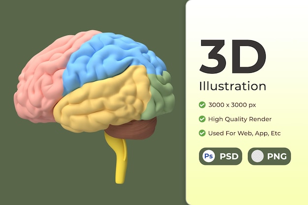 PSD cervello 3d