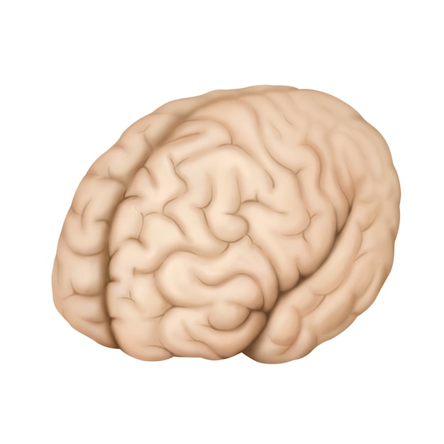 brain