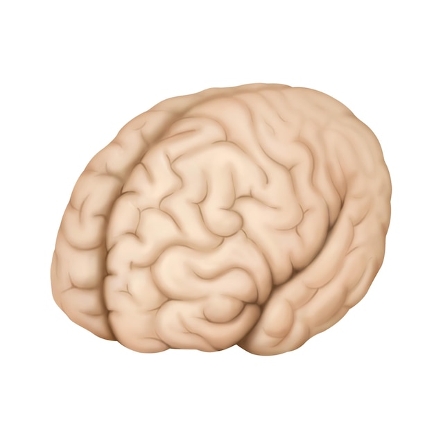 PSD brain