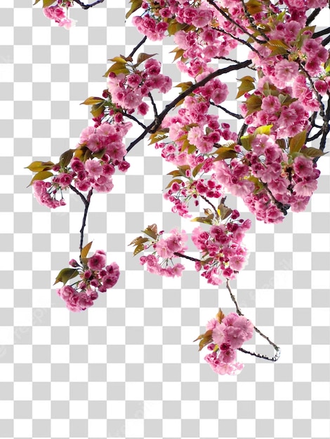 A branch of cherry blossom with pink flowers.