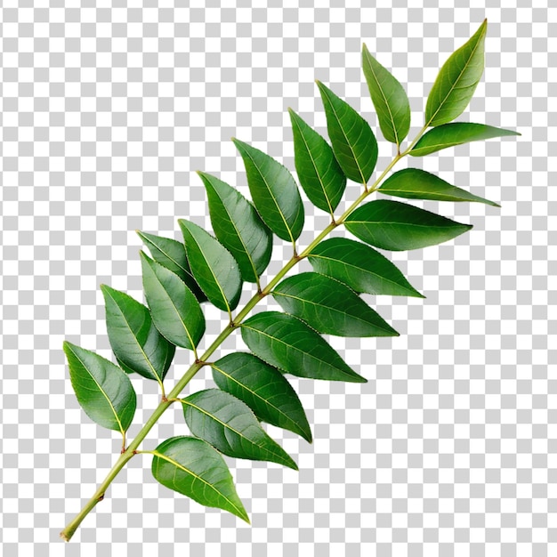 PSD a branch of curry leaves isolated on transparent background