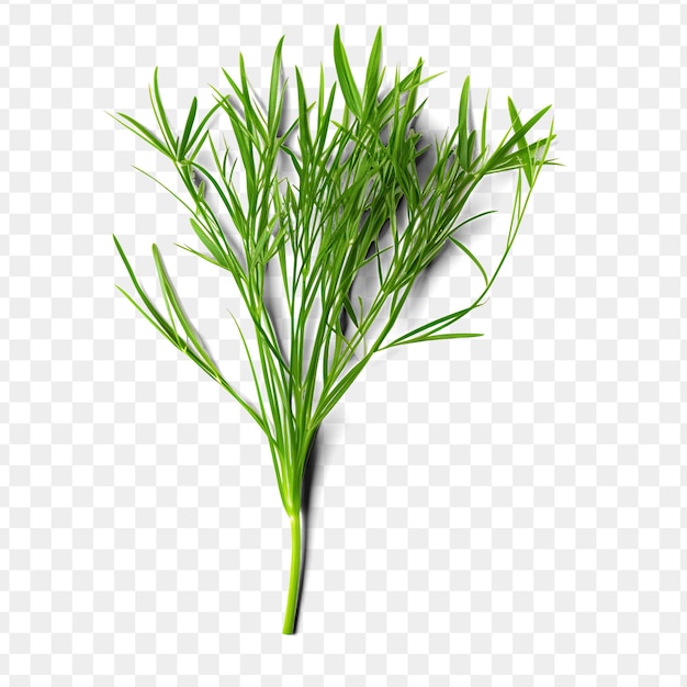 PSD a branch of dill on a transparent background