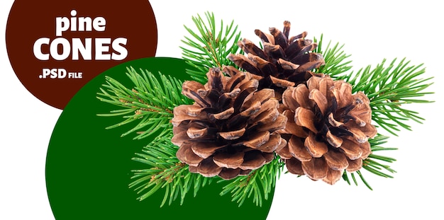 Branch of fir tree with pine cones