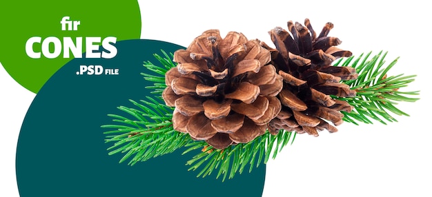 Branch of fir tree with pine cones