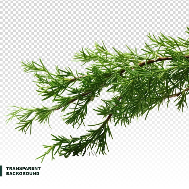 PSD branch of green thuja on transparent background