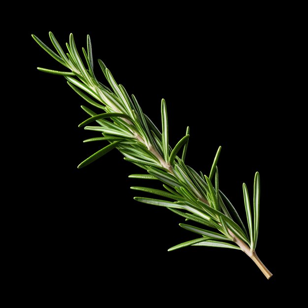 PSD a branch of a pine tree with a black background