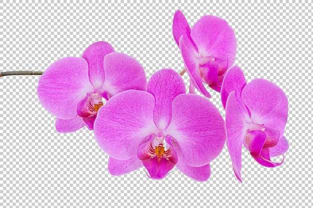 PSD branch of pink orchid flower isolated on transparent background