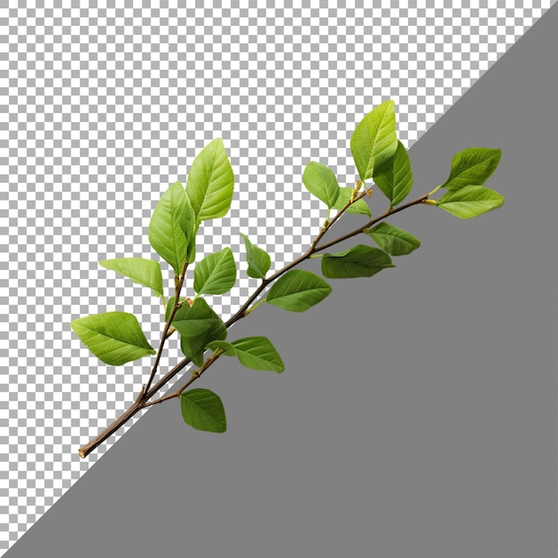 PSD a branch of a plant with green leaves on transparent background ai generated