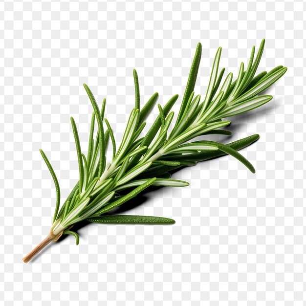 PSD a branch of rosemary is shown on a transparent background