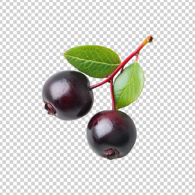 PSD a branch of serviceberry fruits with leaves on a transparent background