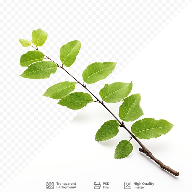 a branch with green leaves and the text " plant " on it.