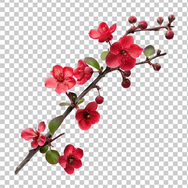 PSD branching spring centerpiece isolated on transparent background