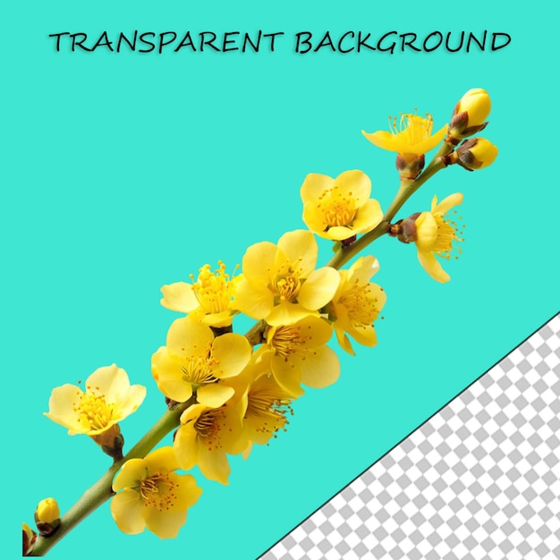 Branching spring centerpiece isolated on transparent background