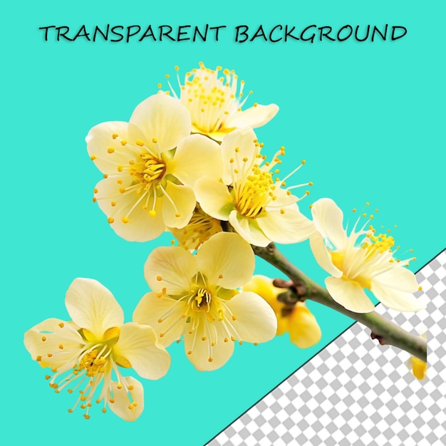 Branching spring centerpiece isolated on transparent background