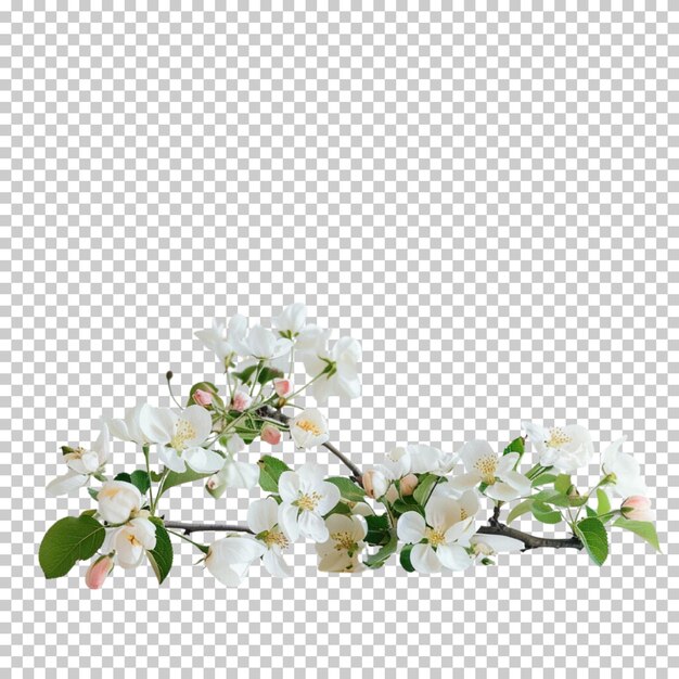 PSD branching spring cherry blossom flower isolated on transparent background