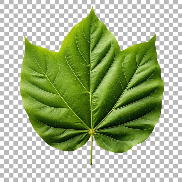 PSD breadfruit leaf on transparent background