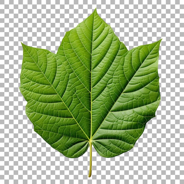 PSD breadfruit leaf on transparent background